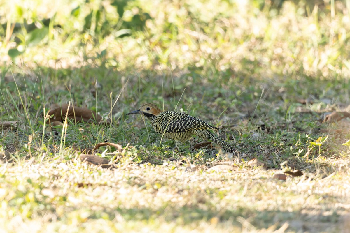 Fernandina's Flicker - ML648634271