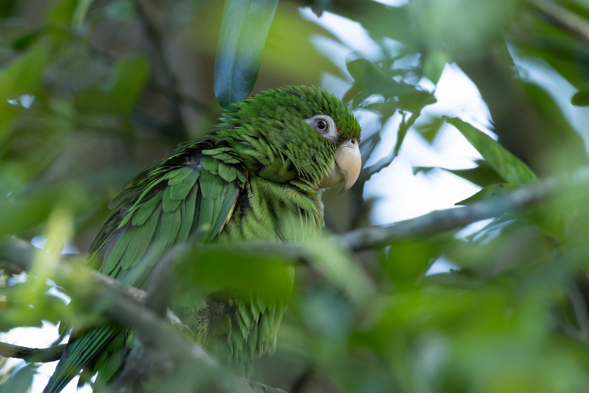 Cuban Parakeet - ML648634283