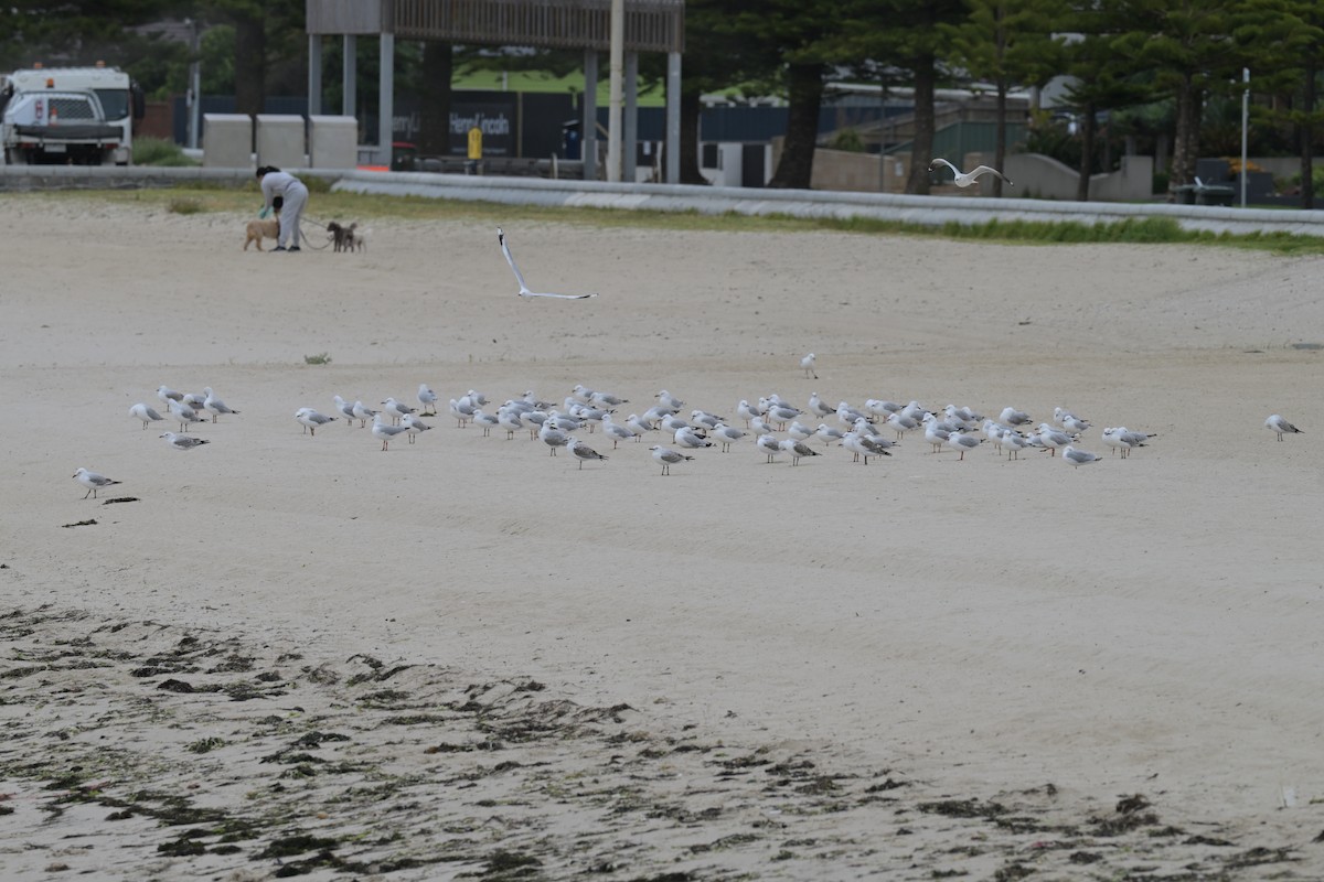 Мартин австралійський - ML648634297