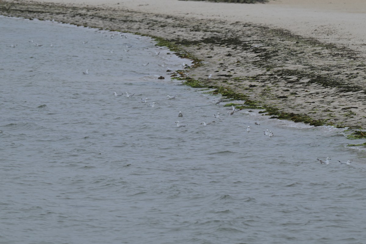 Мартин австралійський - ML648634307