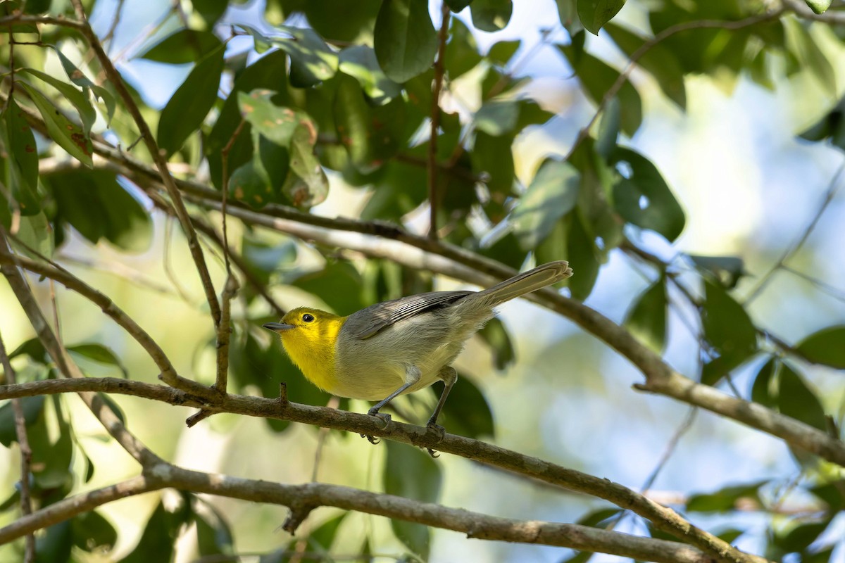 Yellow-headed Warbler - ML648634329