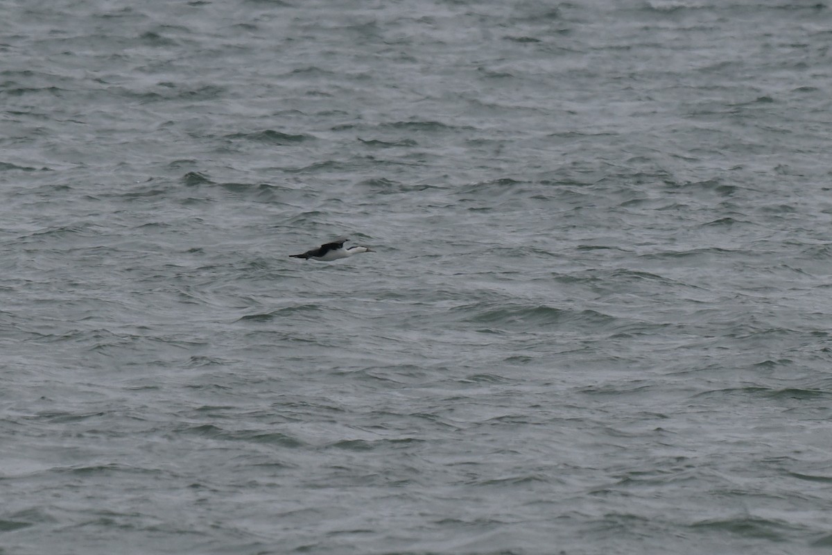 Баклан австралійський - ML648634339