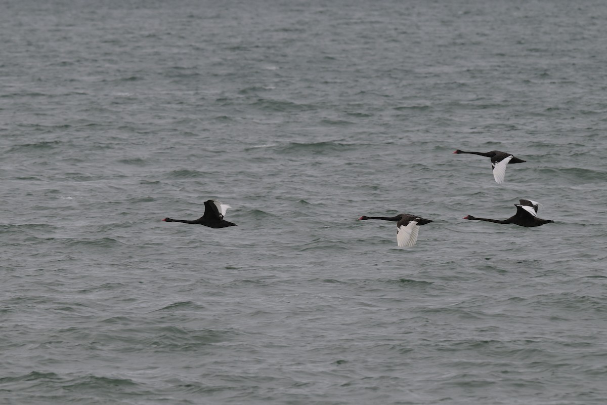 Лебідь чорний - ML648634351