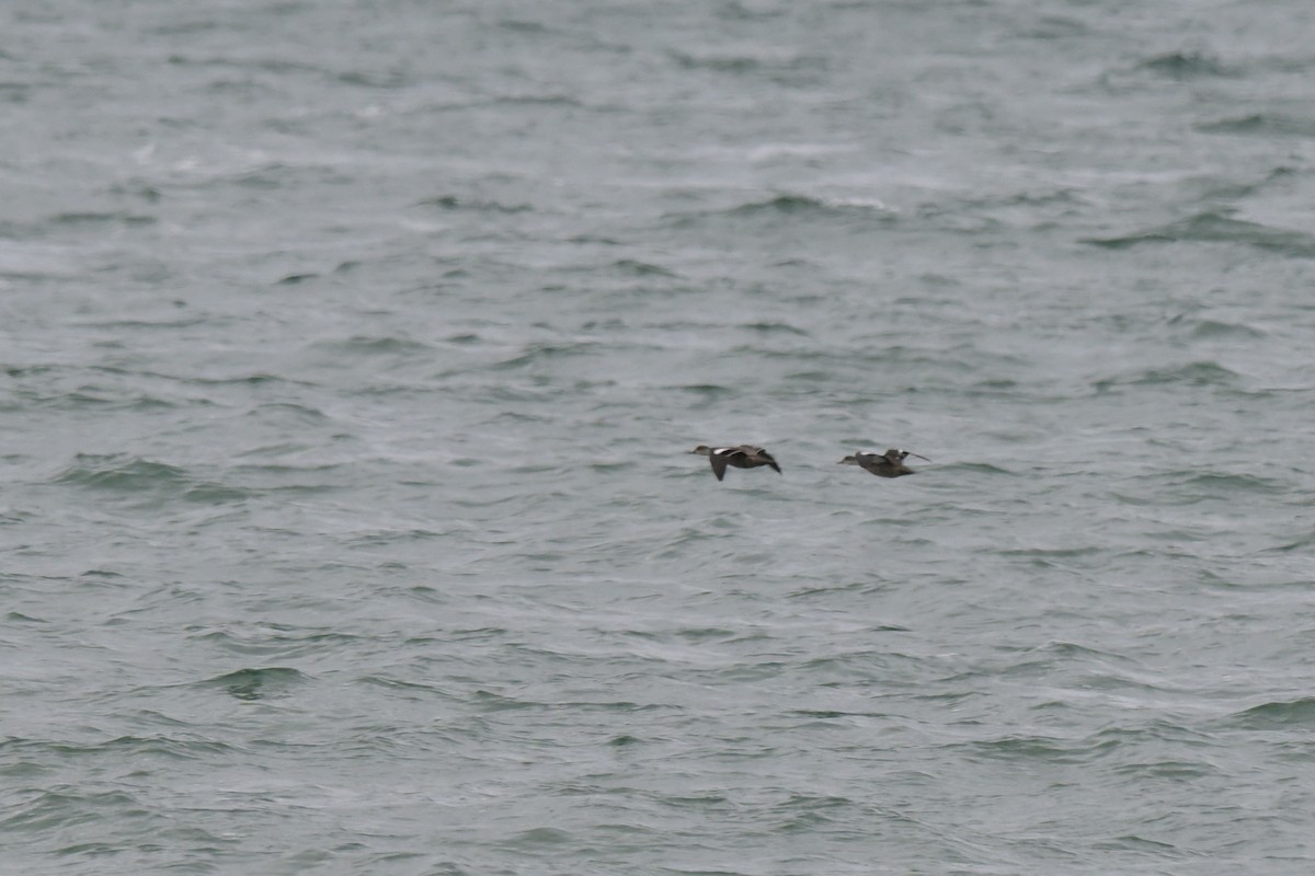 Чирянка світлогорла - ML648634362