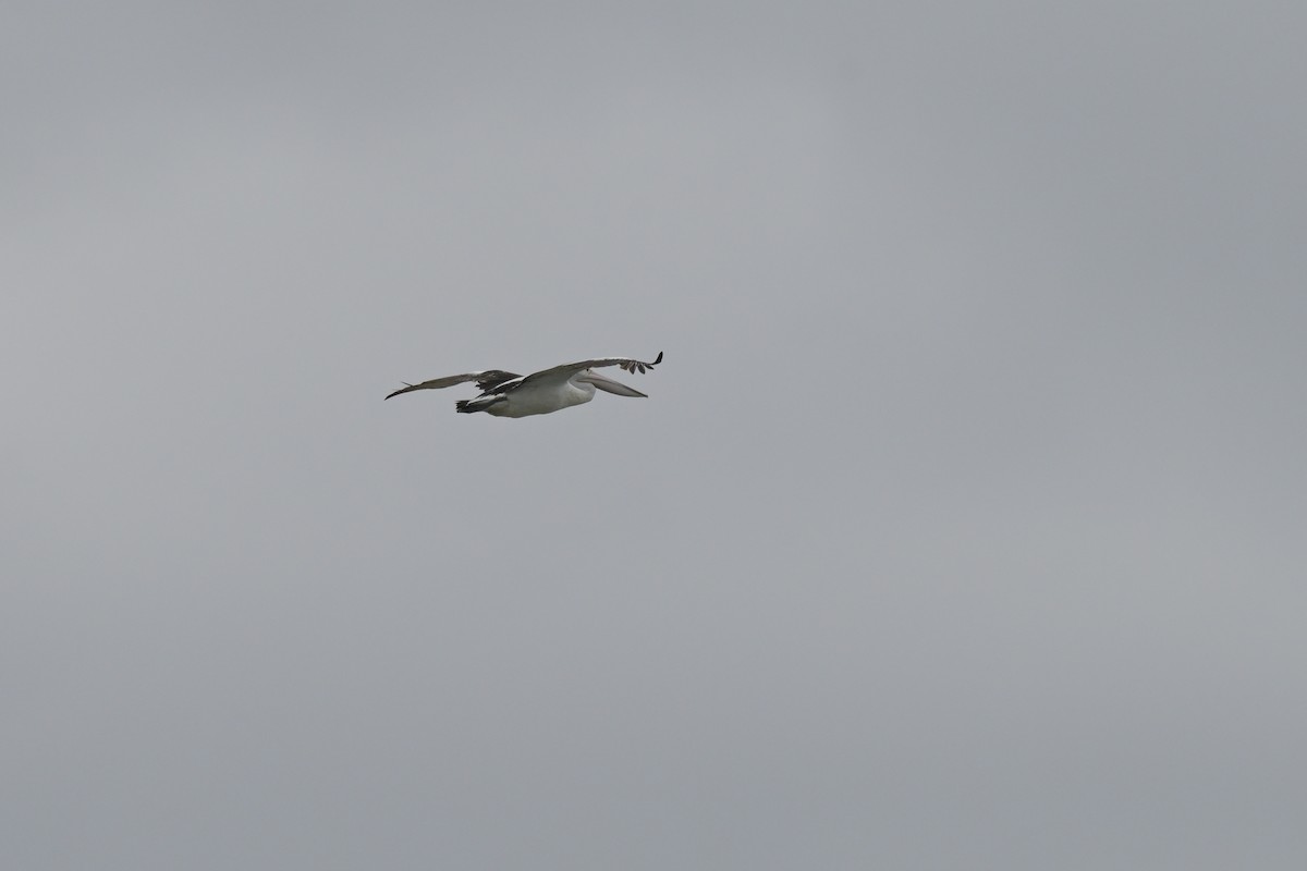 Пелікан австралійський - ML648634389