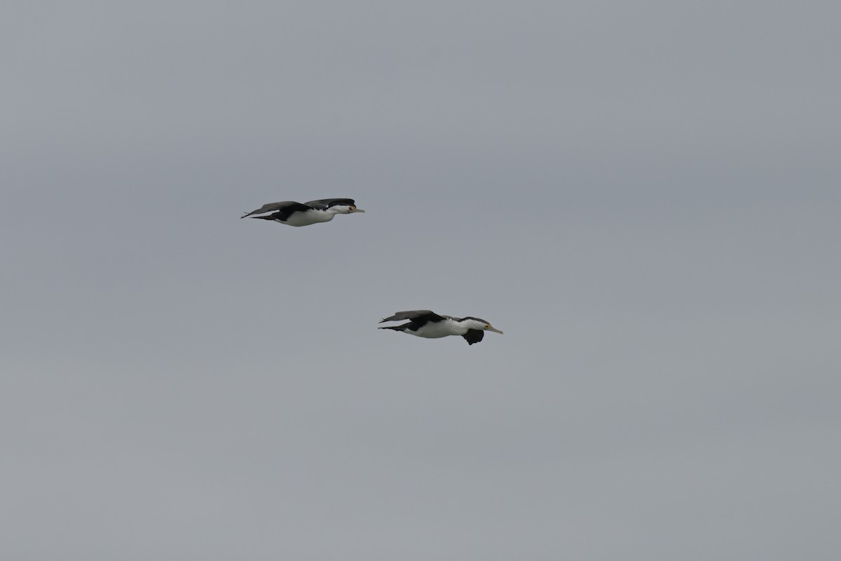 Баклан австралійський - ML648634397