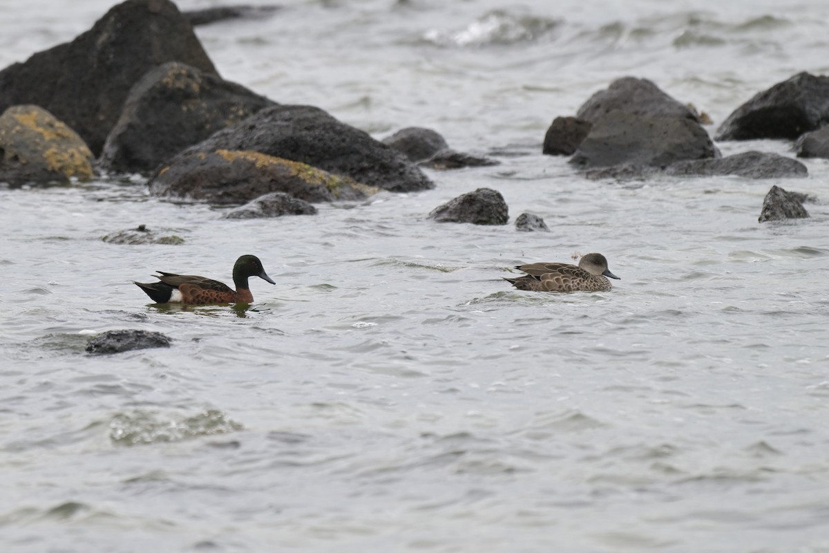 Чирянка австралійська - ML648634407