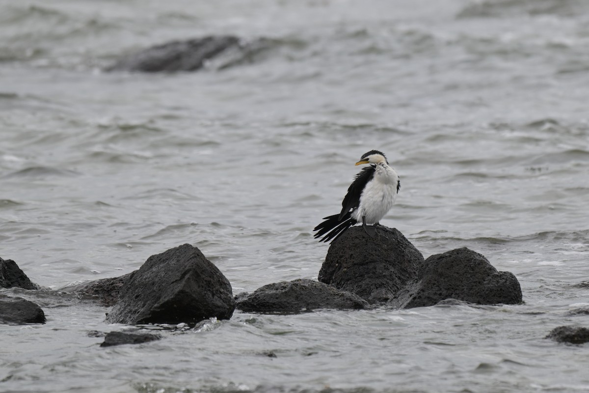 Баклан строкатий - ML648634438