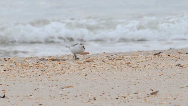 חופית לבנה - ML648634978