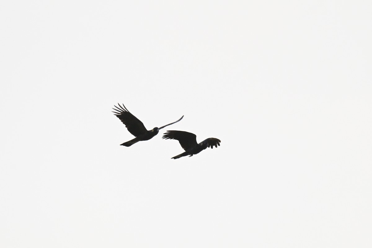 Какатоїс жовтохвостий - ML648634989