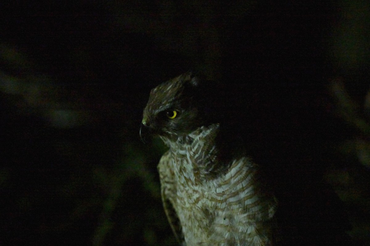 Яструб бурий - ML648635174