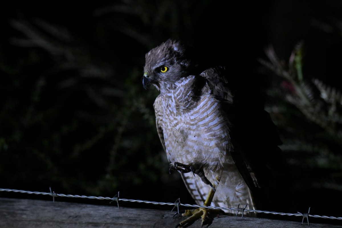 Яструб бурий - ML648635193