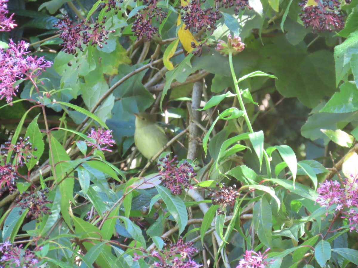 Mosquero Ventriamarillo - ML648635250