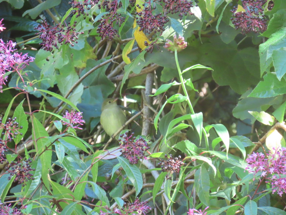 Mosquero Ventriamarillo - ML648635251