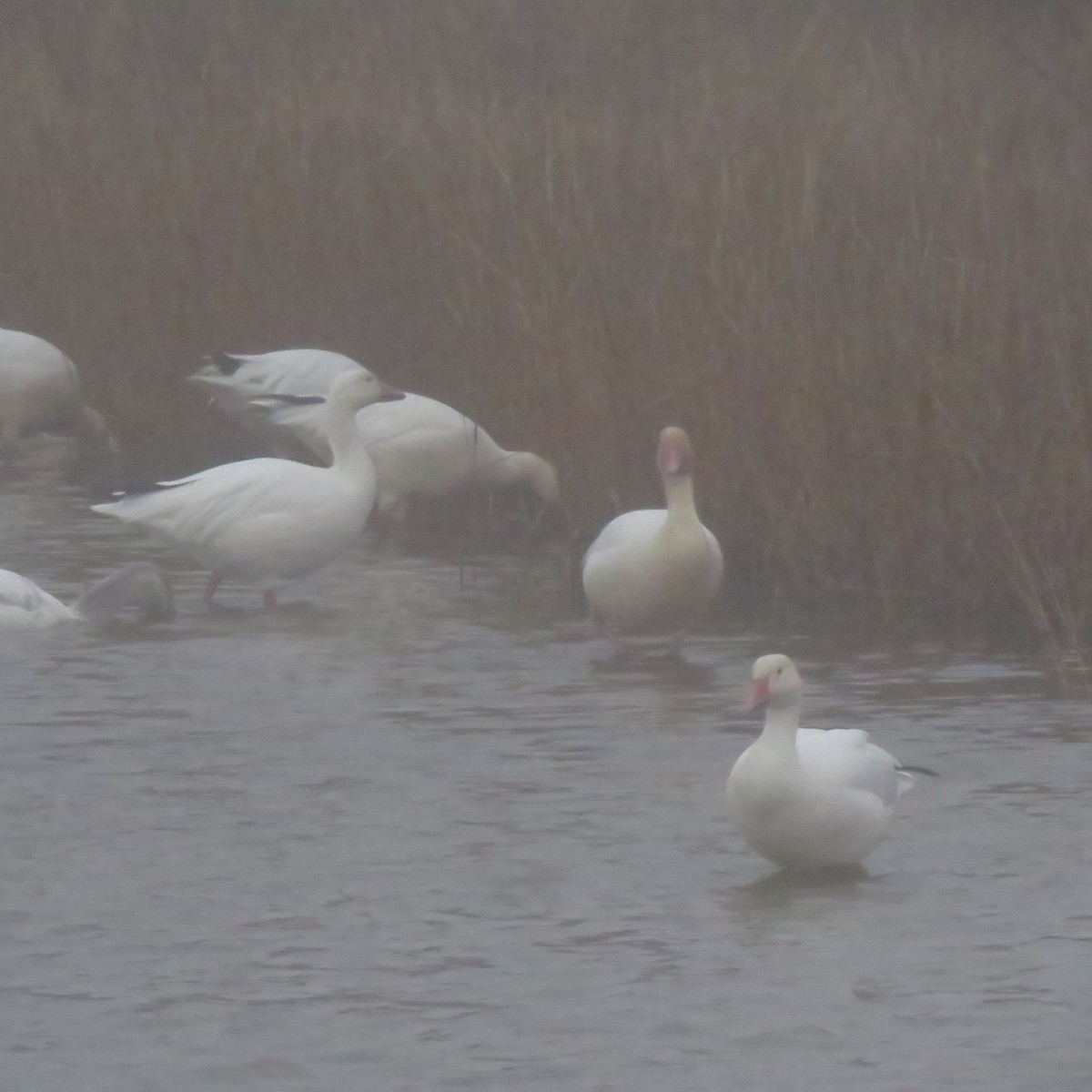 Snow Goose - ML648635628