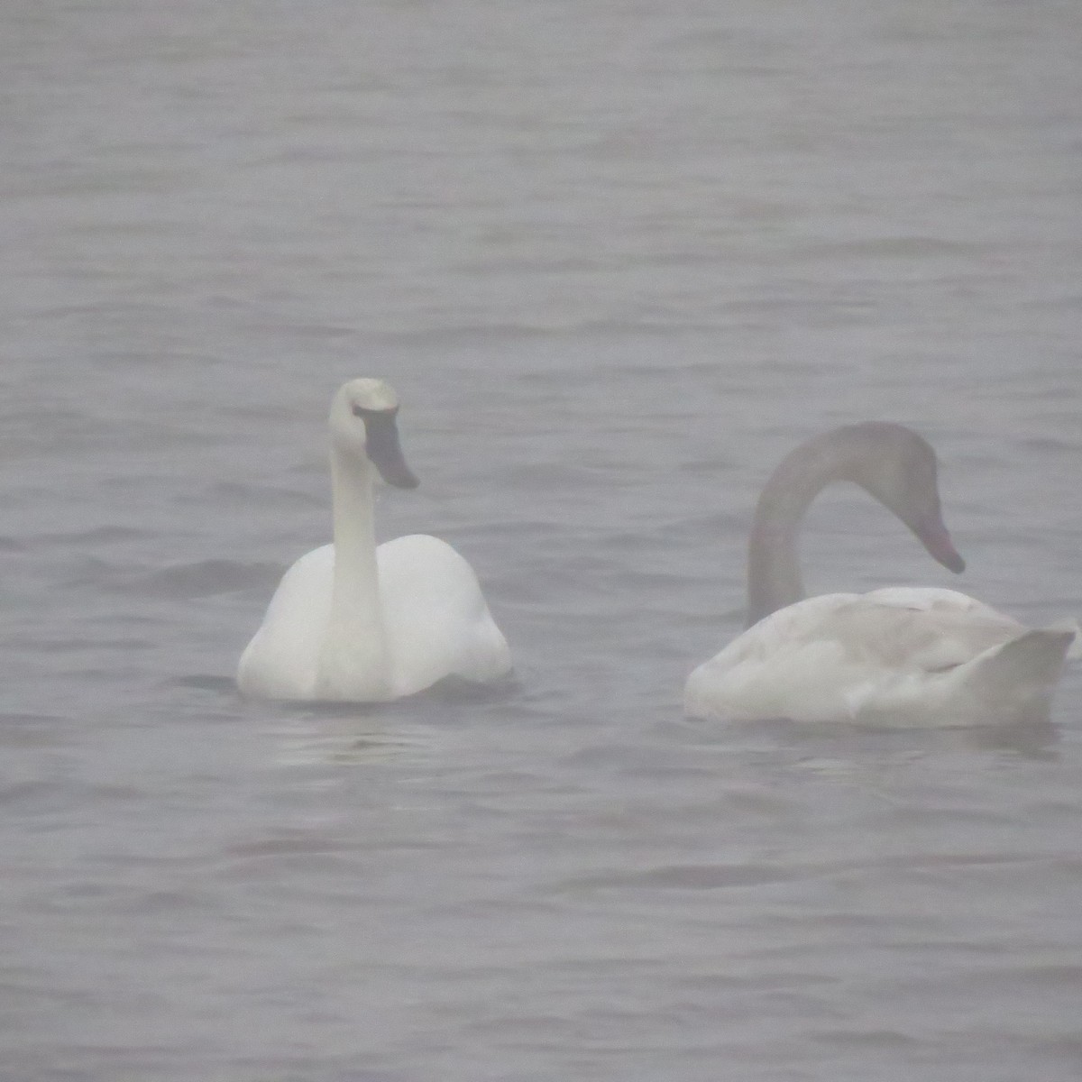 Tundra Swan - ML648635731