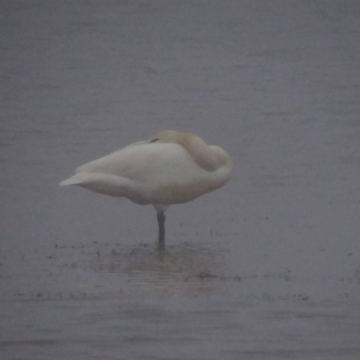 Tundra Swan - ML648635732
