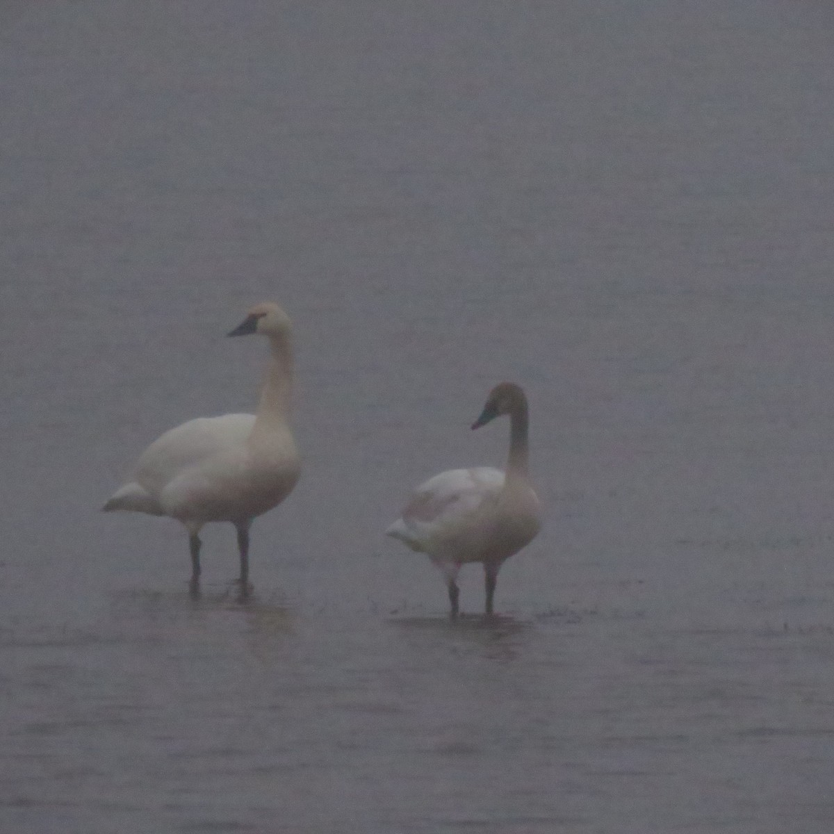 Tundra Swan - ML648635734