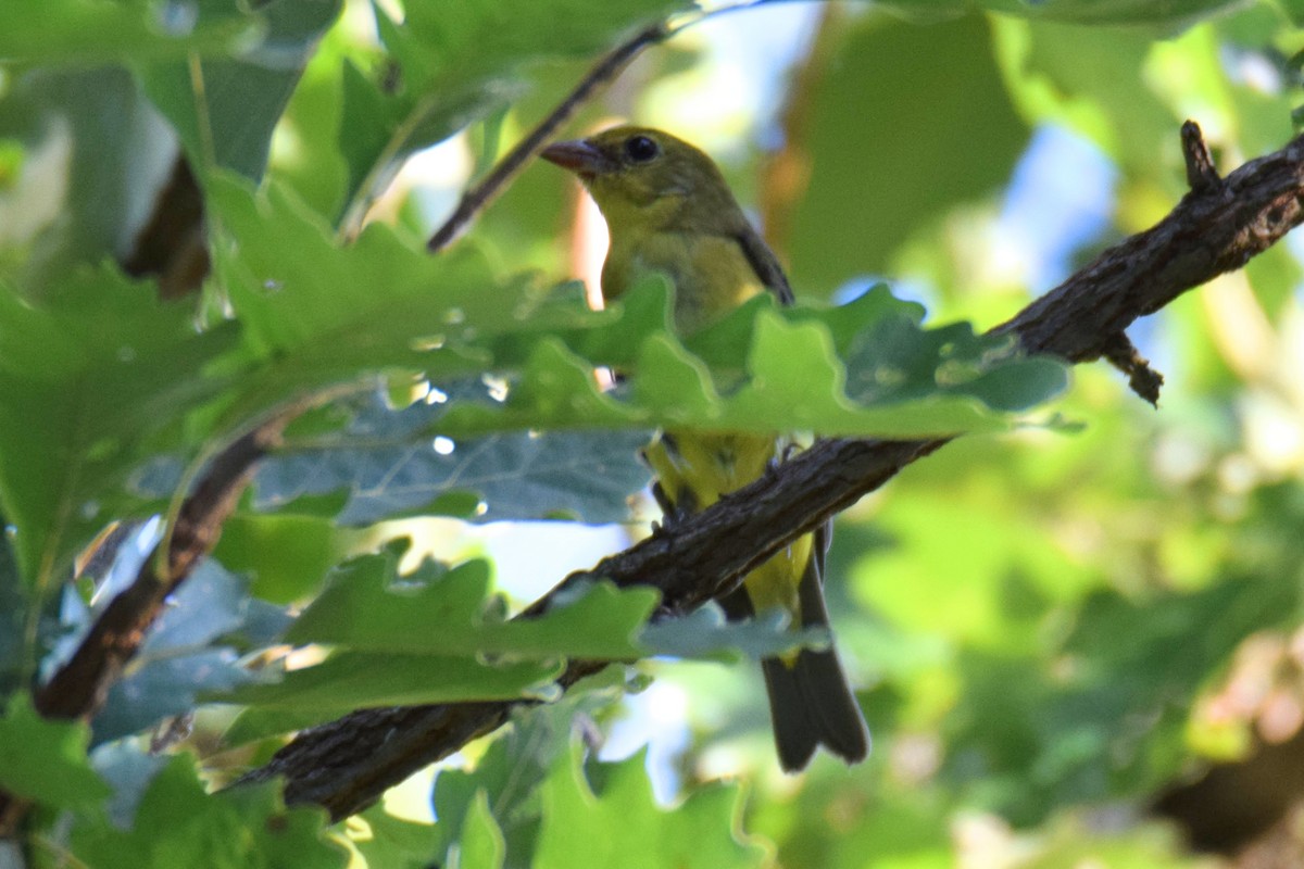 Scarlet Tanager - ML648635871