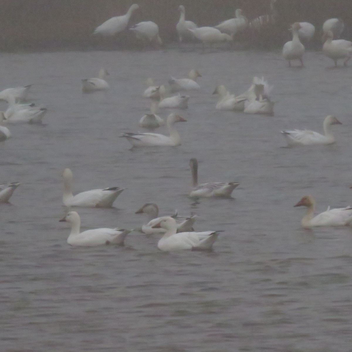 Snow Goose - ML648635888