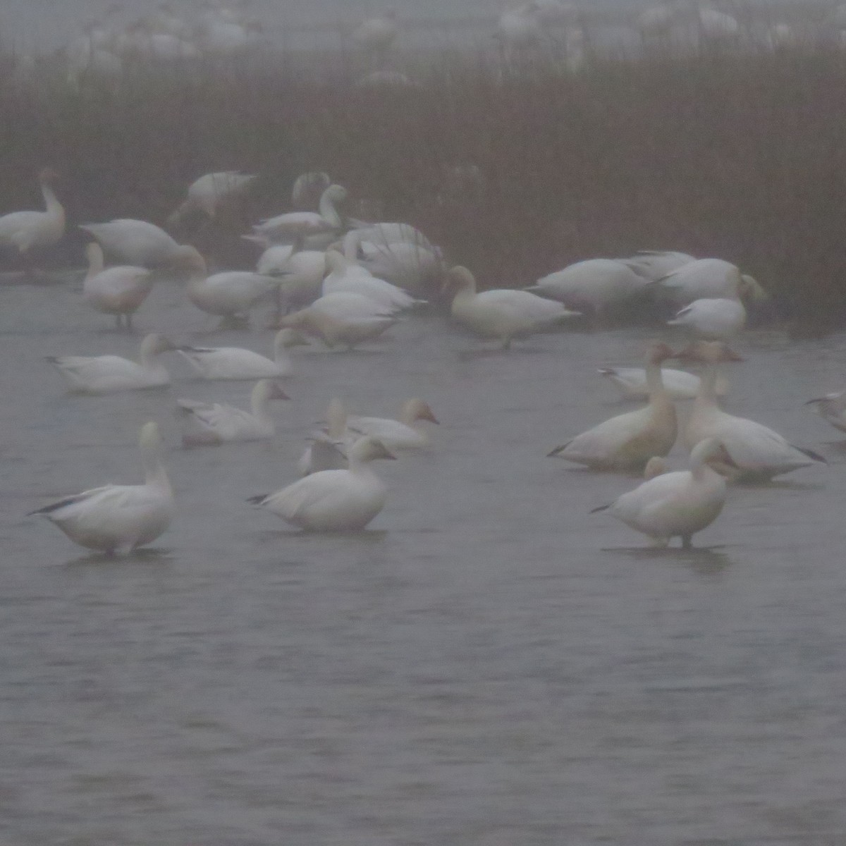 Snow Goose - ML648635889