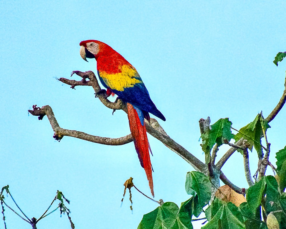 ML648635950 - Scarlet Macaw - Macaulay Library