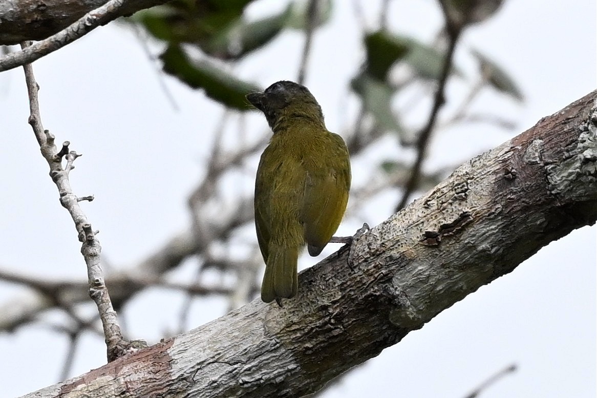 Green Barbet - ML648636685