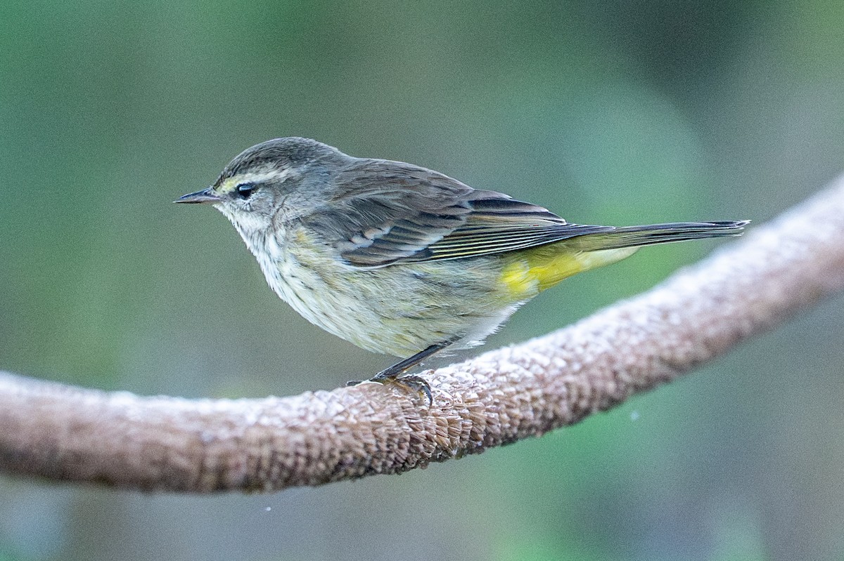 Reinita Palmera - ML648637087