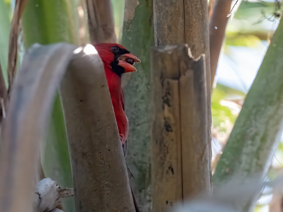 Cardenal Norteño - ML648637098