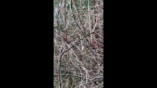 Ruby-crowned Kinglet - ML648637200