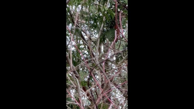 Ruby-crowned Kinglet - ML648637205