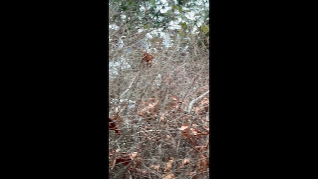 Ruby-crowned Kinglet - ML648637206