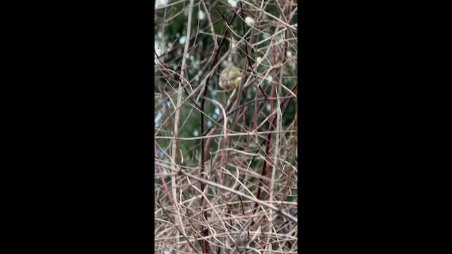 Ruby-crowned Kinglet - ML648637207