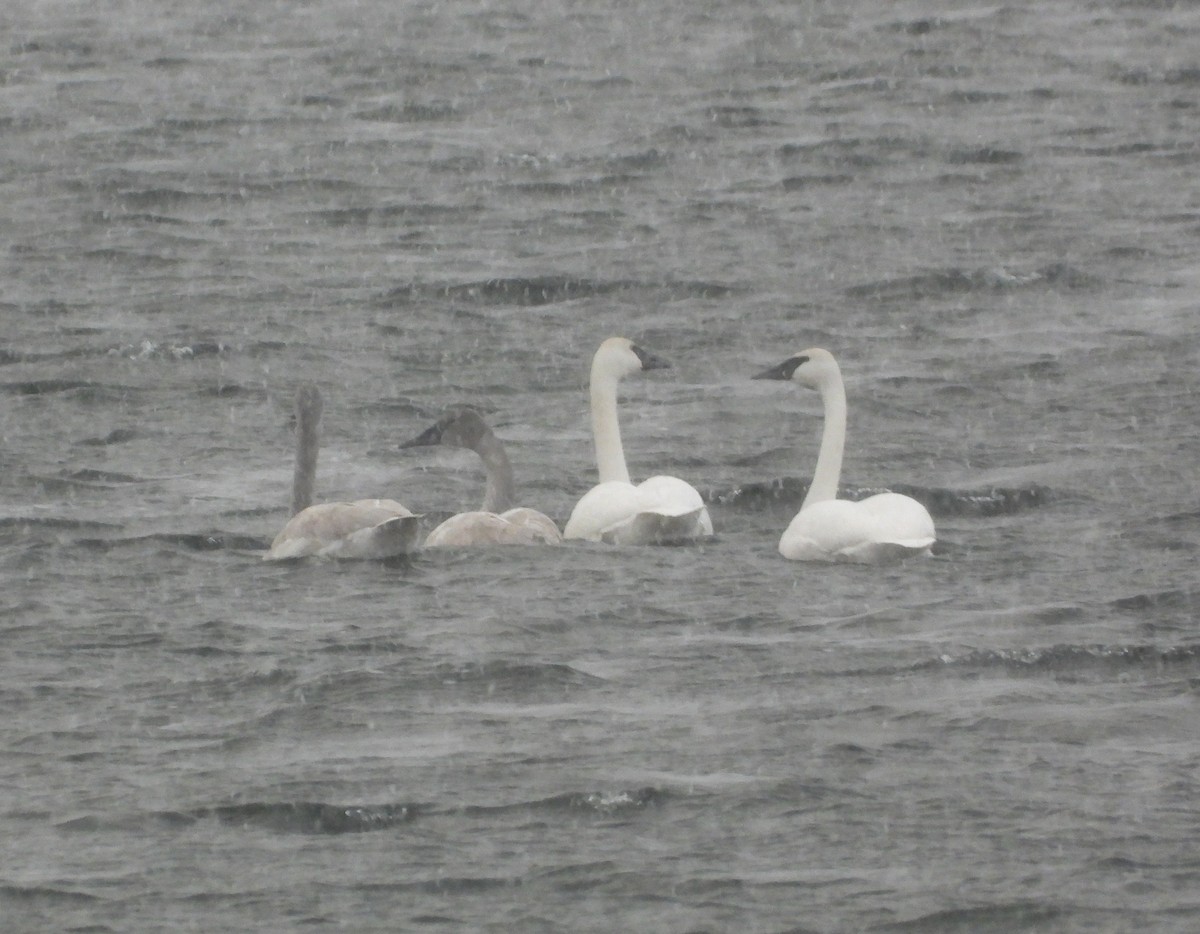 ナキハクチョウ - ML648637465