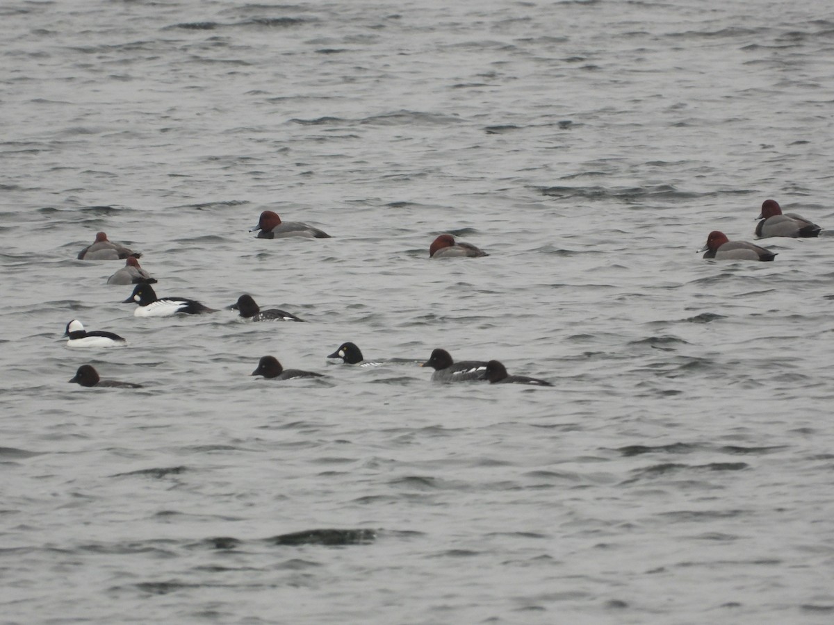 ホオジロガモ - ML648637590