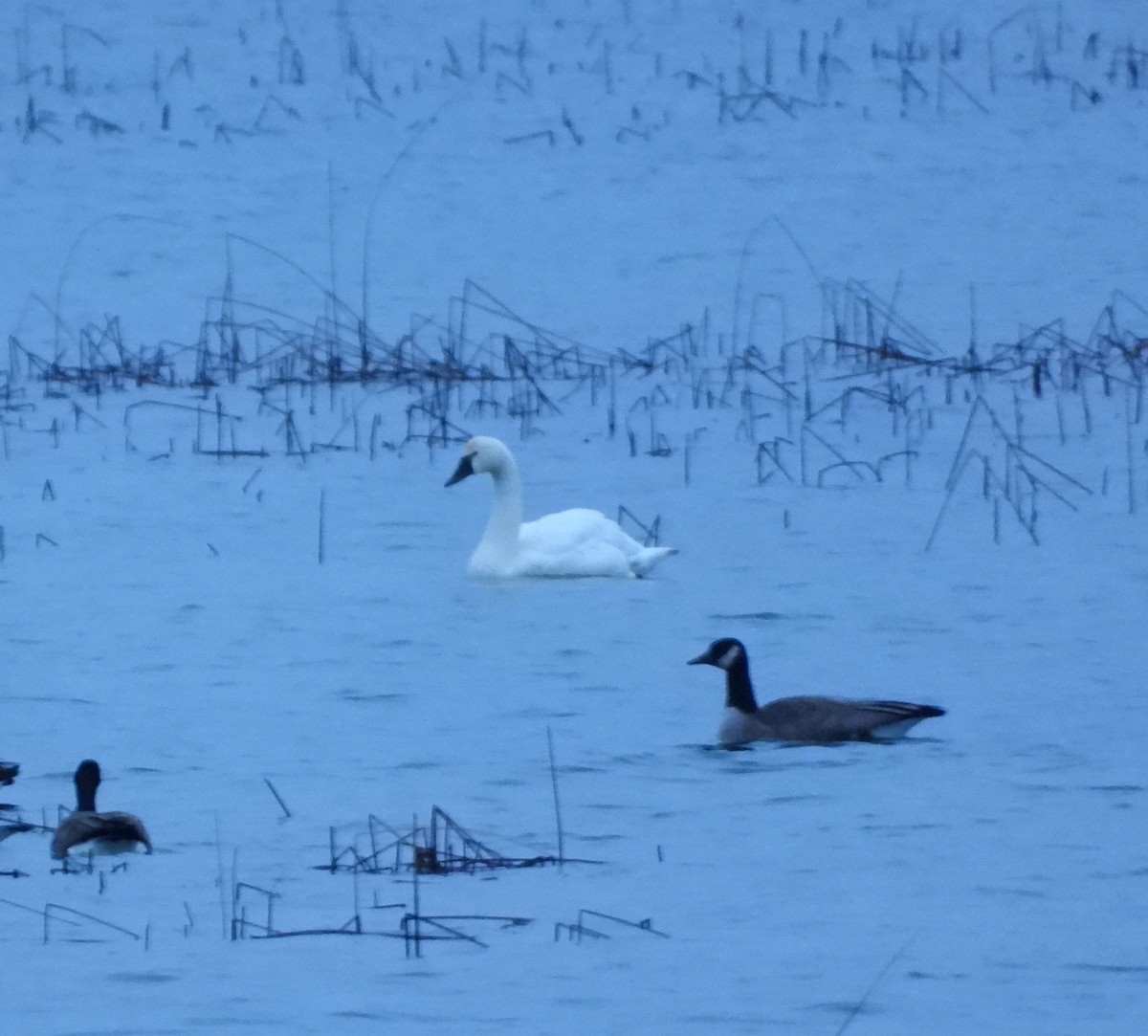 コハクチョウ - ML648637674