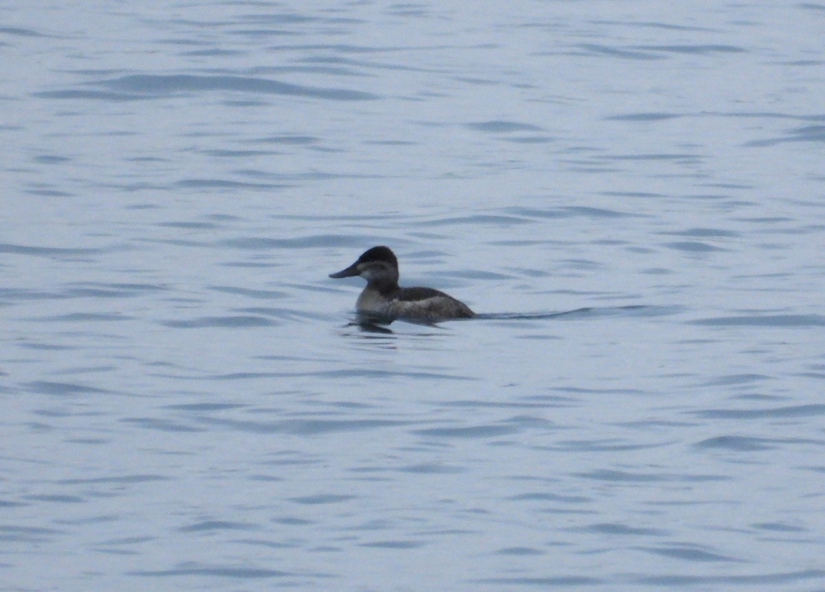 アカオタテガモ - ML648637698