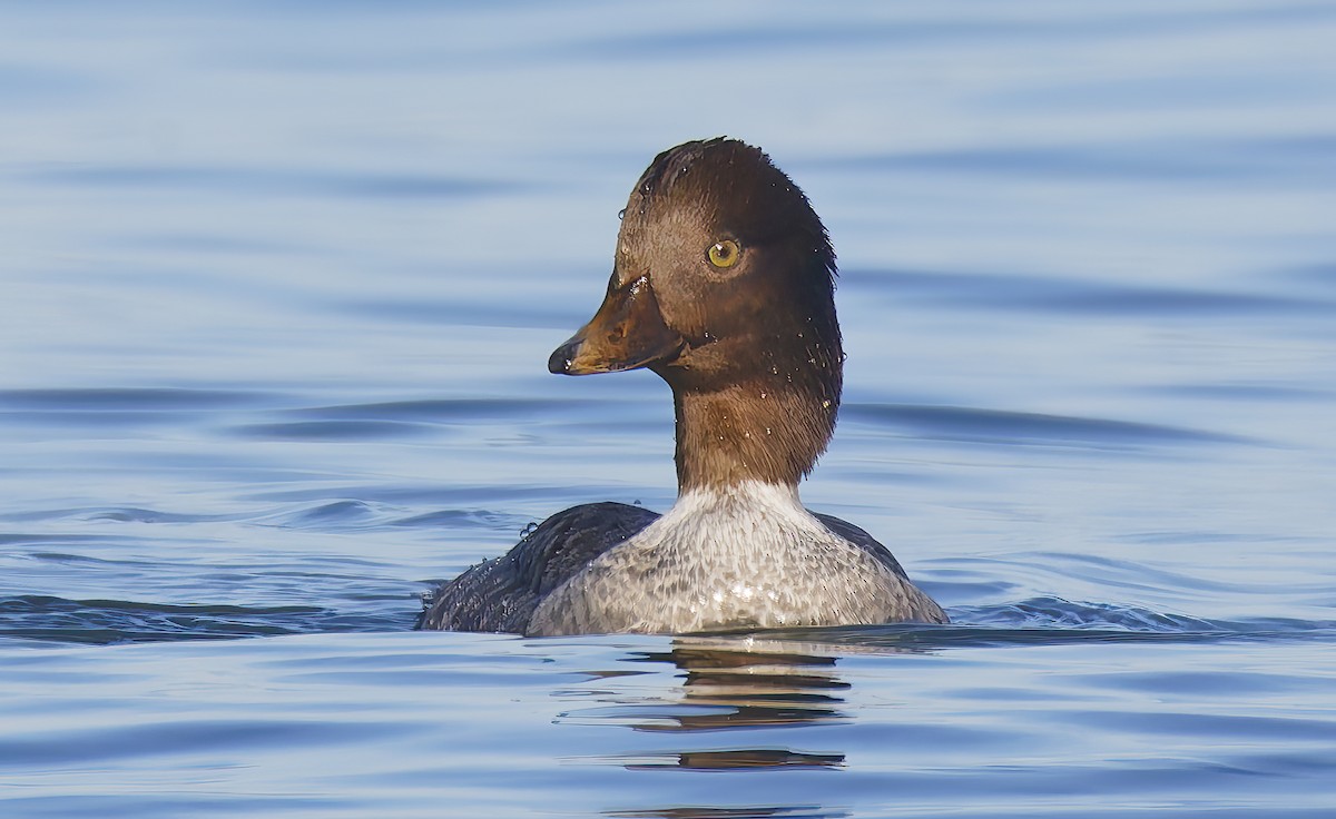 İzlanda Altıngözü - ML648637954