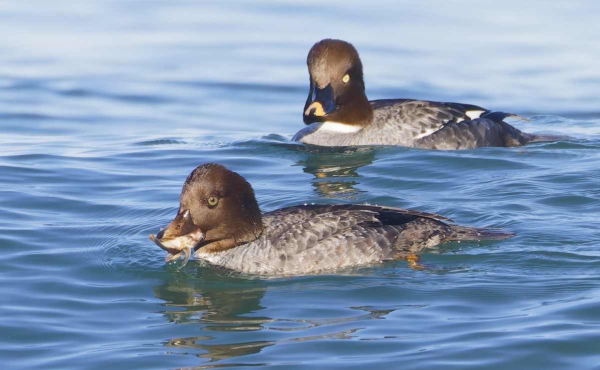 İzlanda Altıngözü - ML648637981