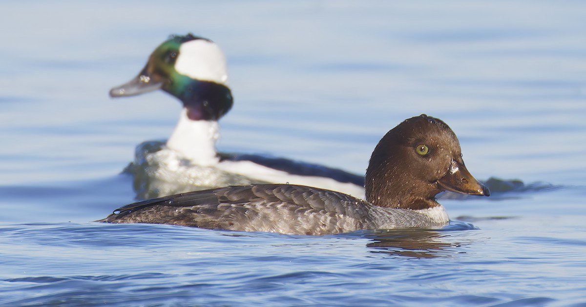 İzlanda Altıngözü - ML648637997