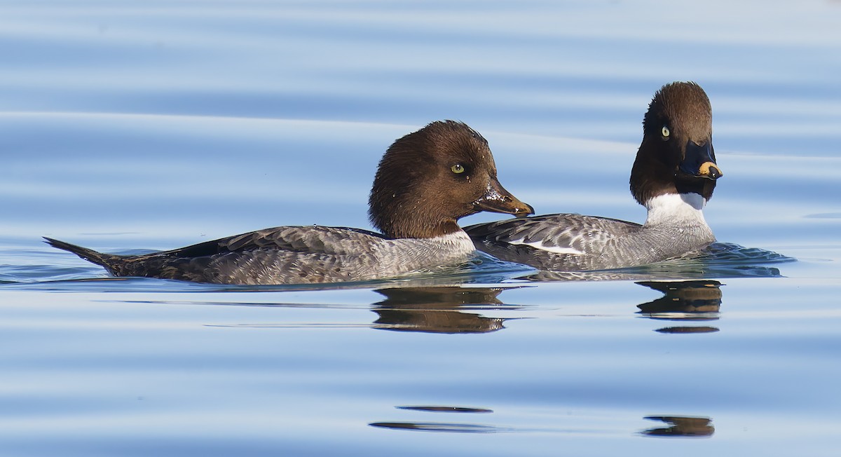 İzlanda Altıngözü - ML648638013