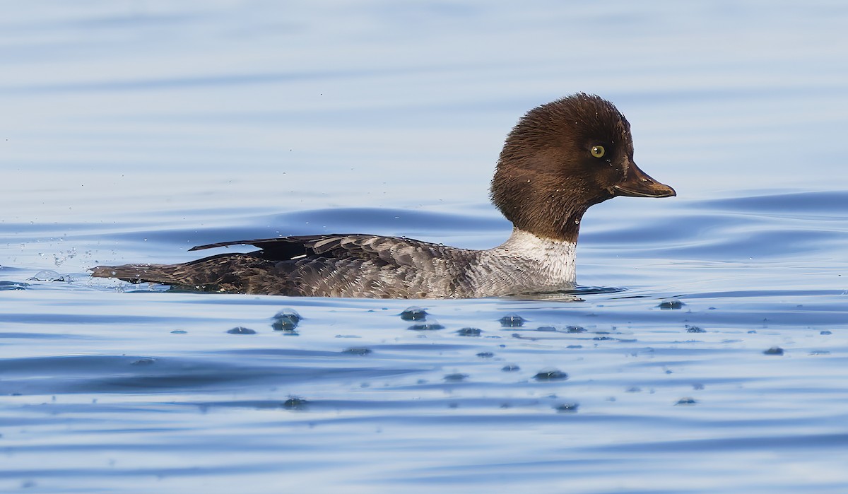 İzlanda Altıngözü - ML648638027