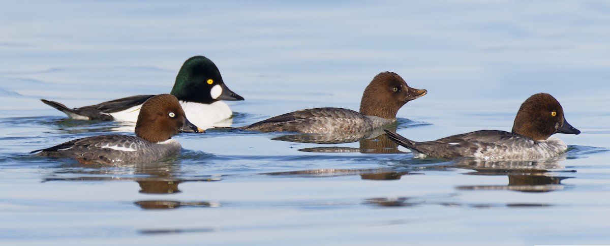 Barrow's Goldeneye - Mark Chappell