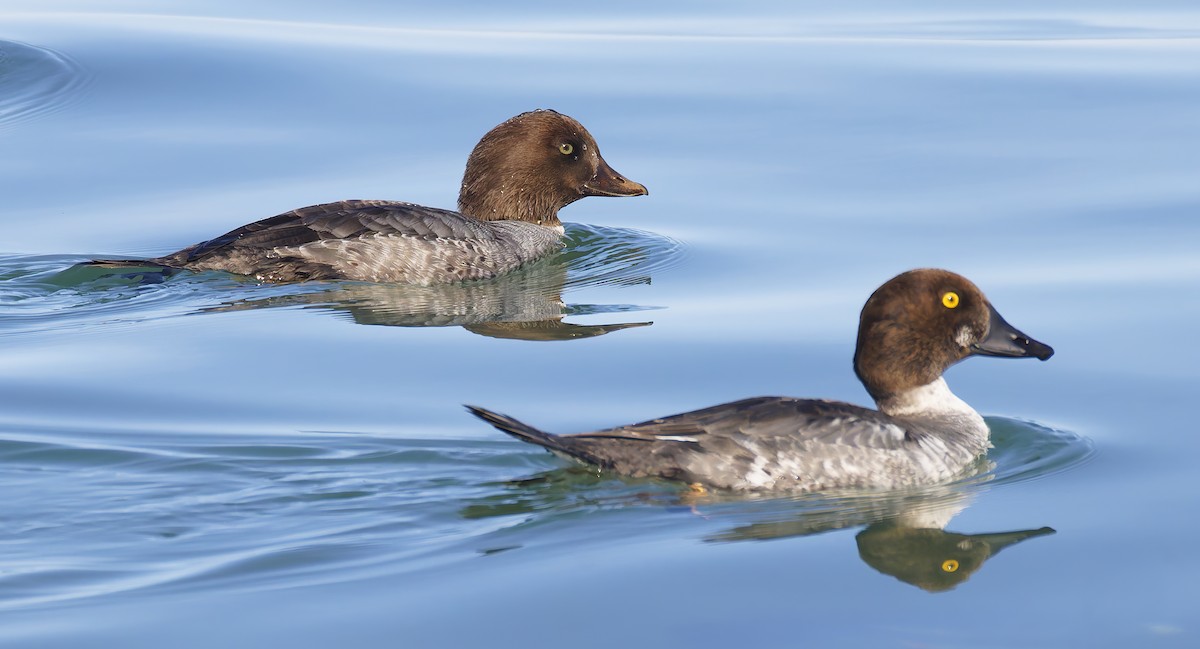 İzlanda Altıngözü - ML648638076