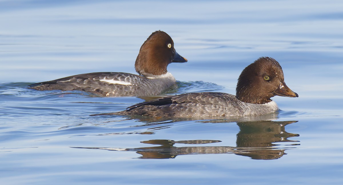 Гоголь ісландський - ML648638084