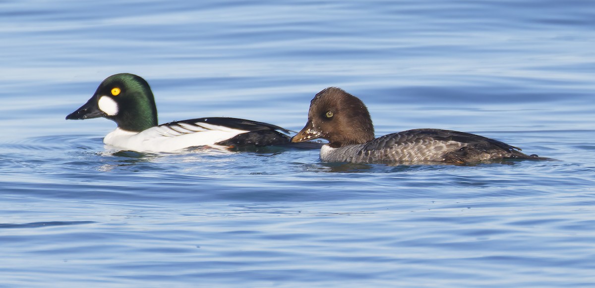 Гоголь ісландський - ML648638109