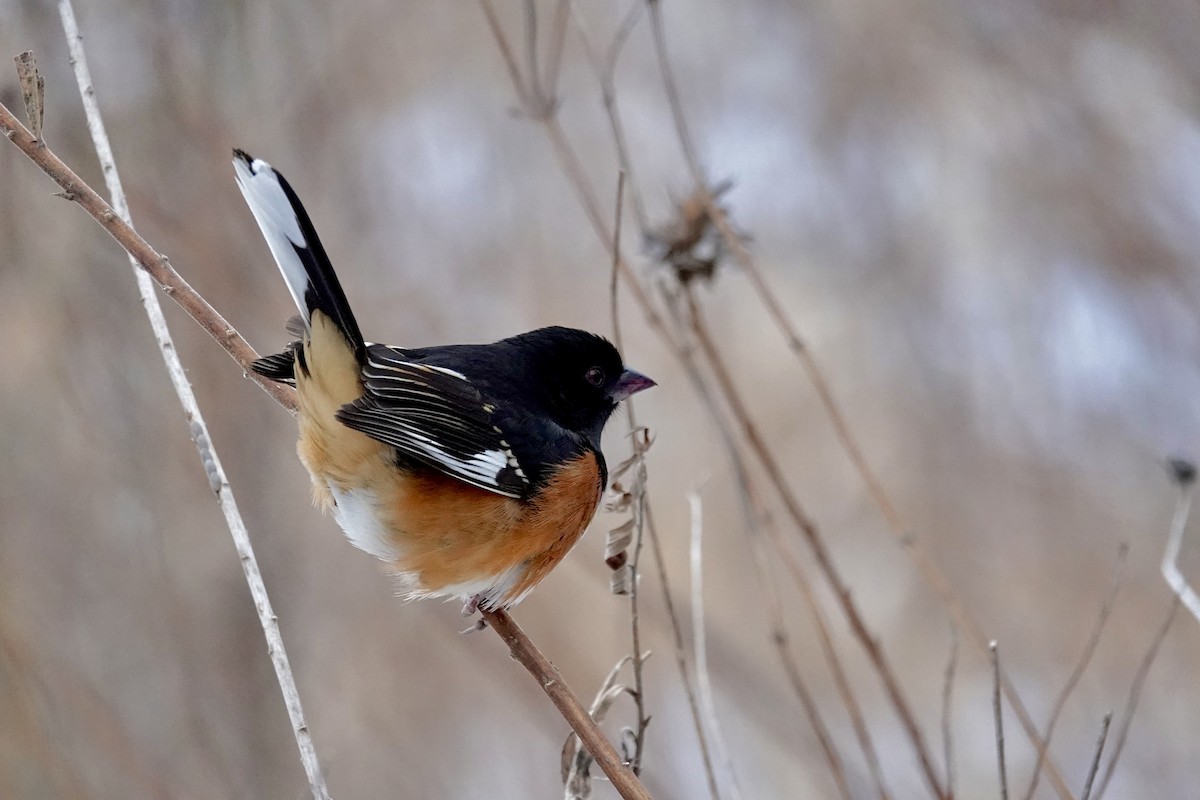 Spotted/Eastern Towhee (Rufous-sided Towhee) - ML648638419