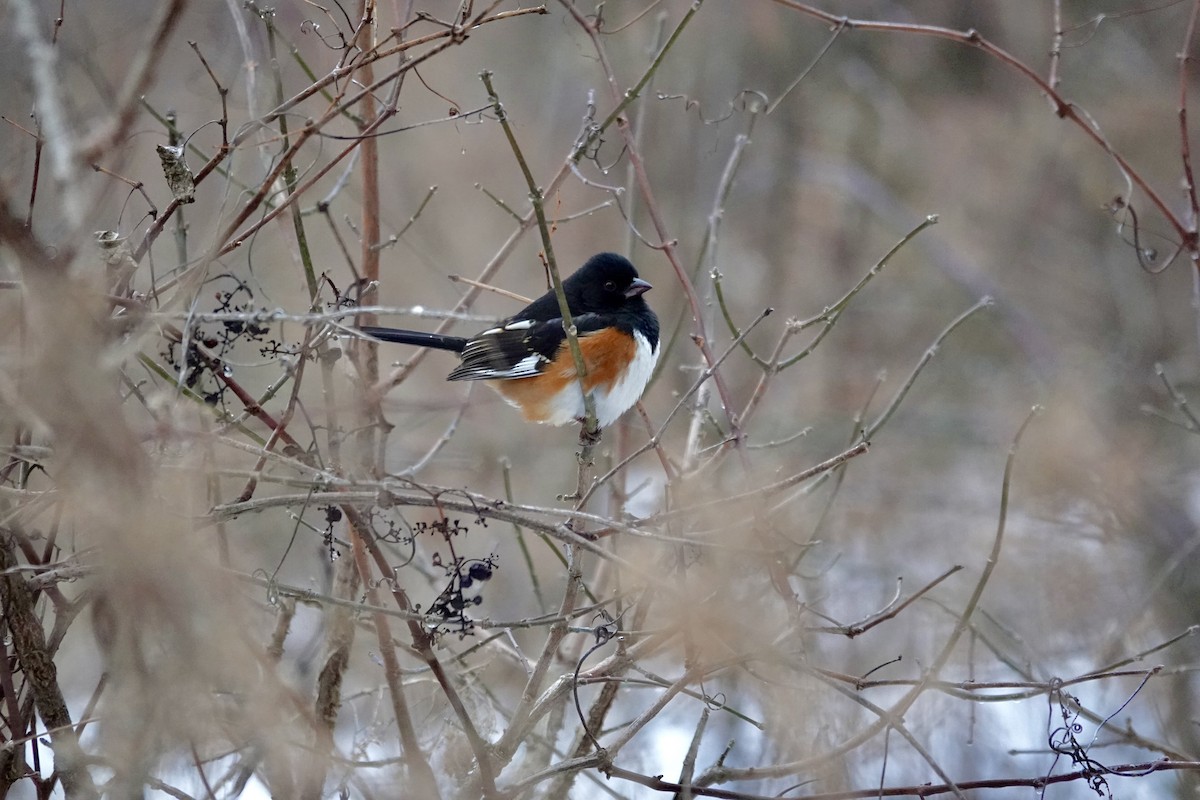 Spotted/Eastern Towhee (Rufous-sided Towhee) - ML648638421