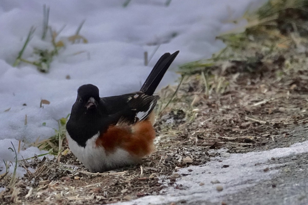 Spotted/Eastern Towhee (Rufous-sided Towhee) - ML648638543