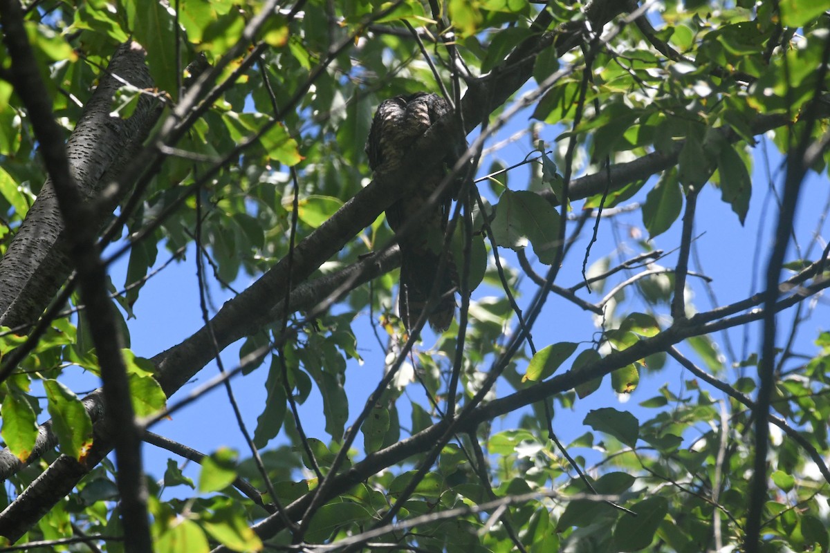 Eastern Whip-poor-will - ML648638651